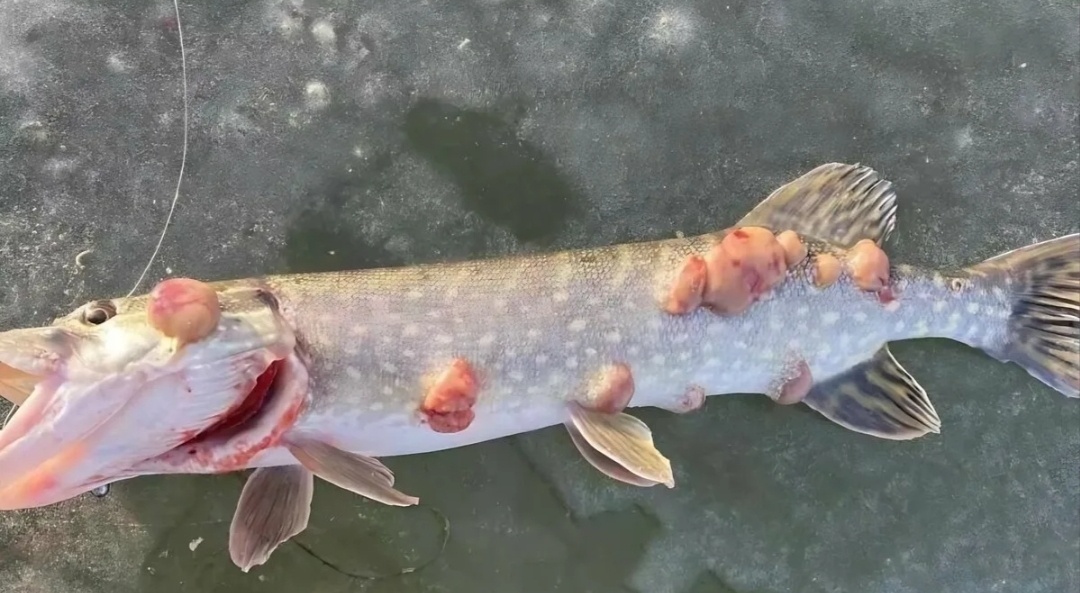  - Вам нормально? - Номальна