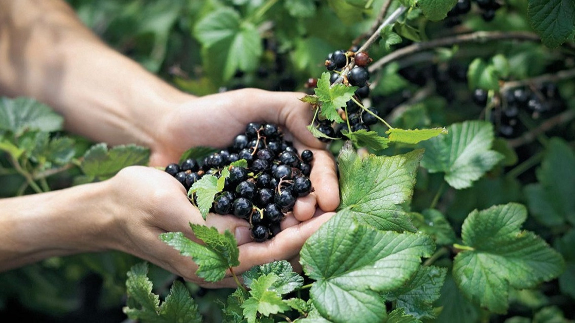 Результат правильной весенней обработки - обильное плодоношение