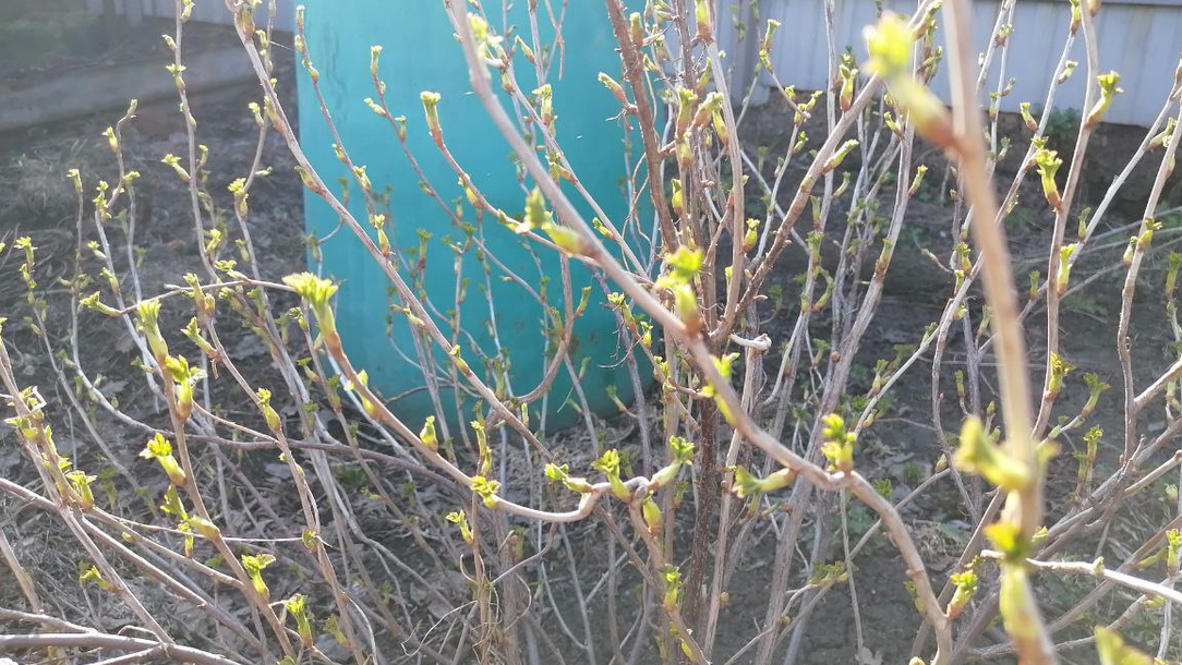 При такой температуре почки готовы к обработке