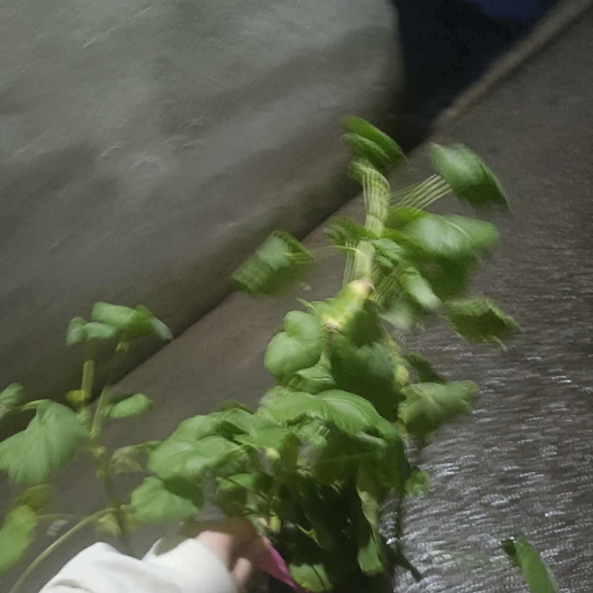 Целый мешок герани, ростом с половину меня