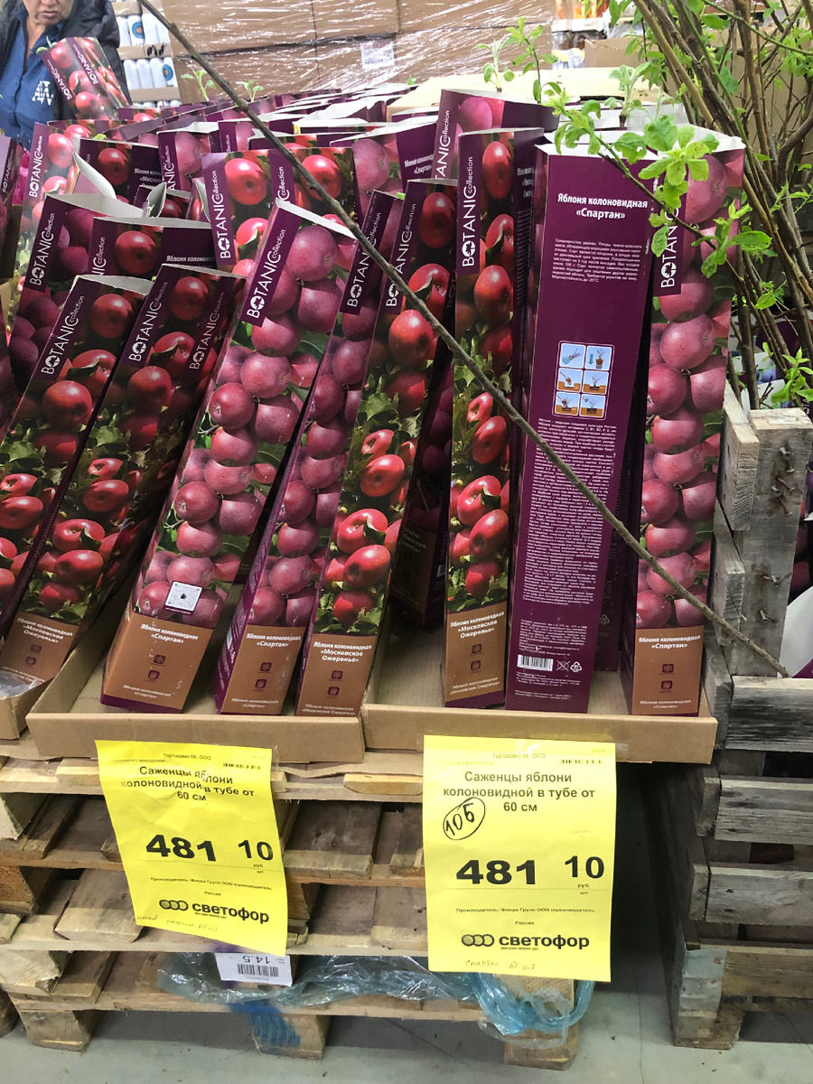 Яблони в Светофоре