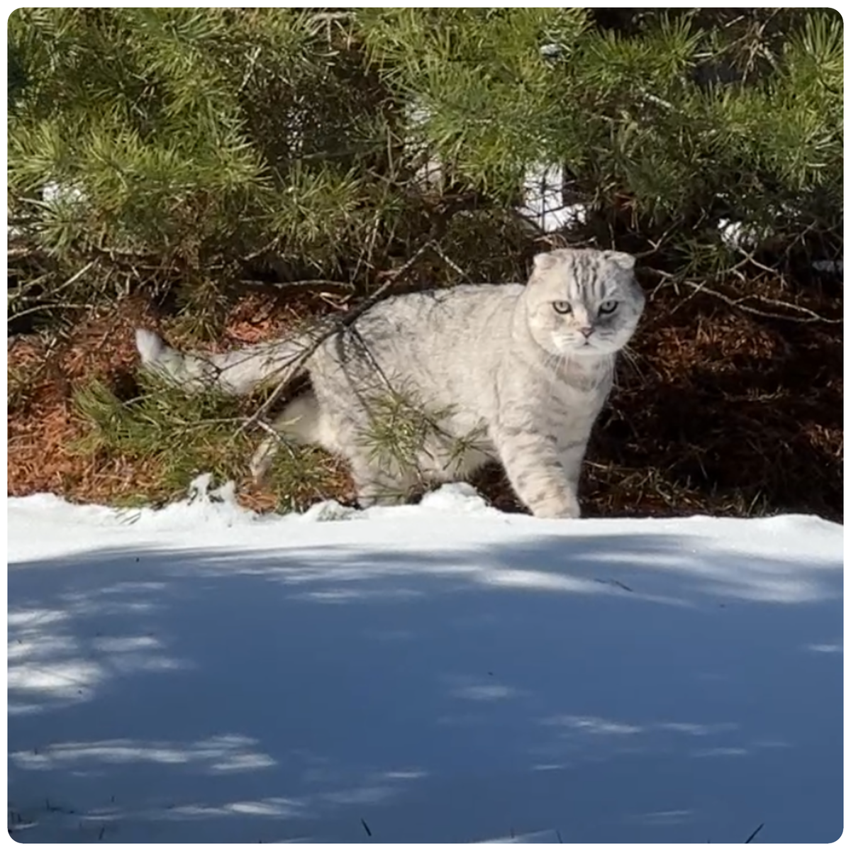Буду крепить вам в этой грустной теме, фоточки наших «весенних» выходных😅