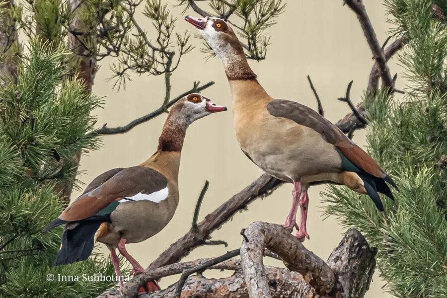 Фото: «Дзікая прырода побач» / Telegram