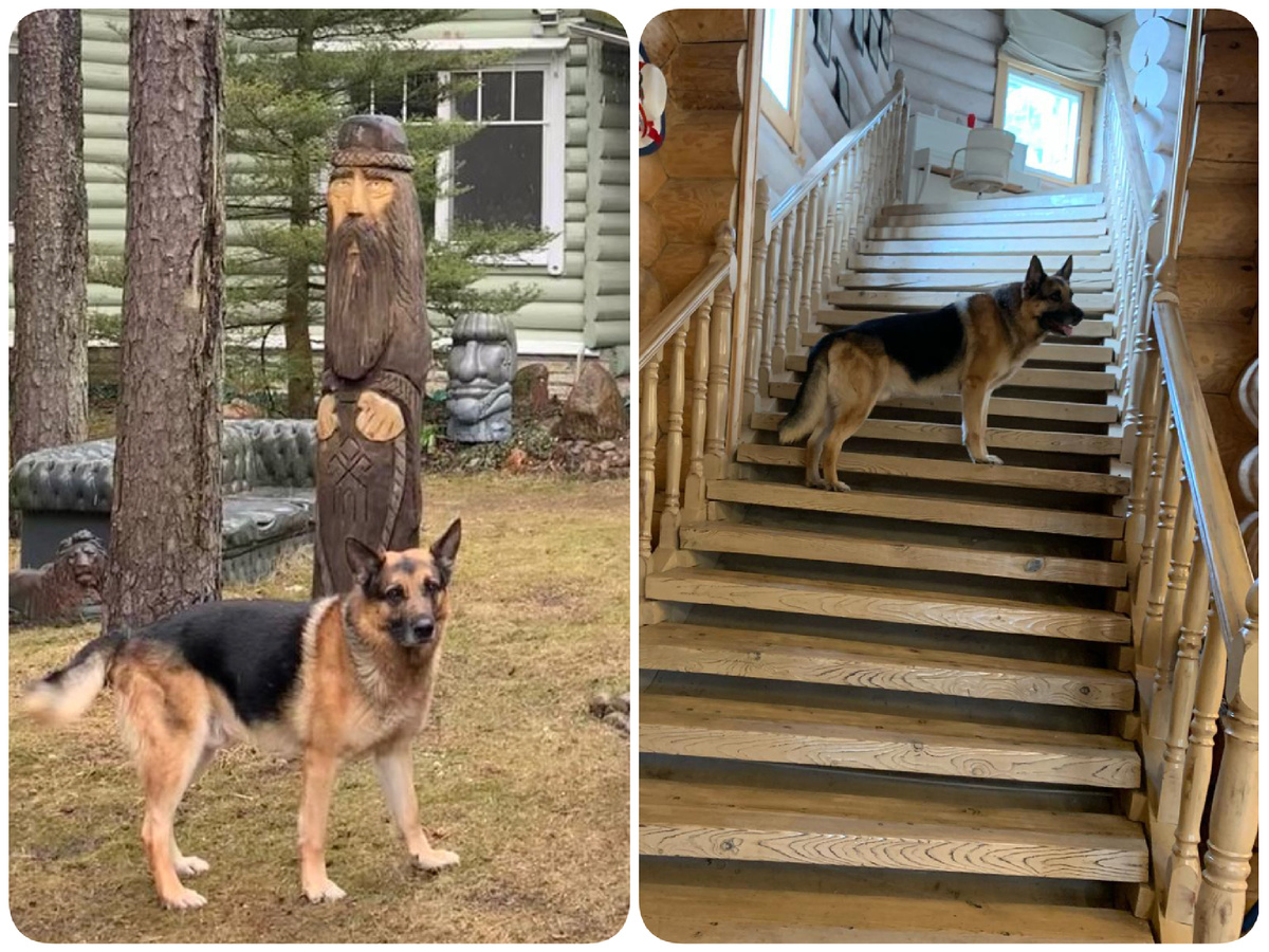 Локи во дворе и на дизайнерской лестнице