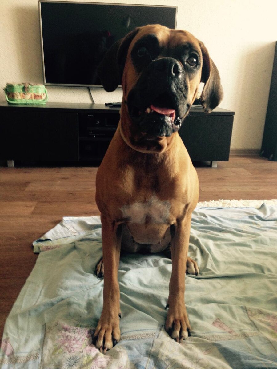 Джемка в ожидании игрушки. Фото из семейного архива