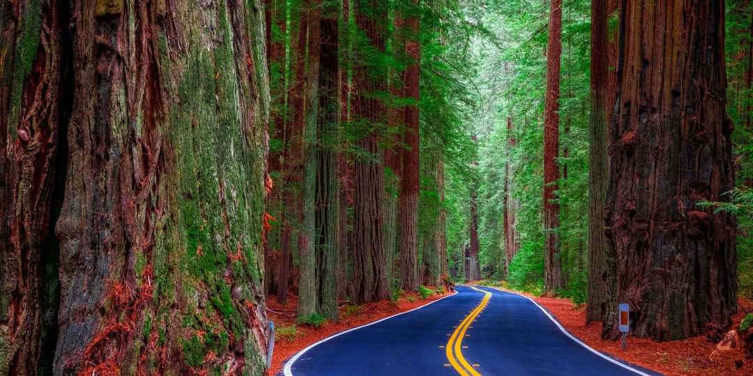 О чём шепчутся деревья: учёные расшифровали «язык леса»