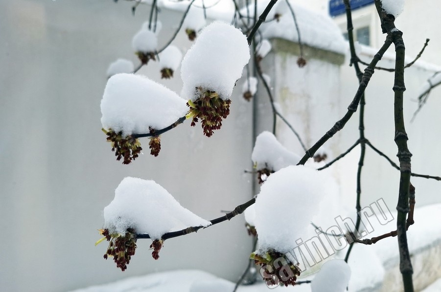 9 апреля 2025. Снегопад в Москве. Фото Галины Савинич