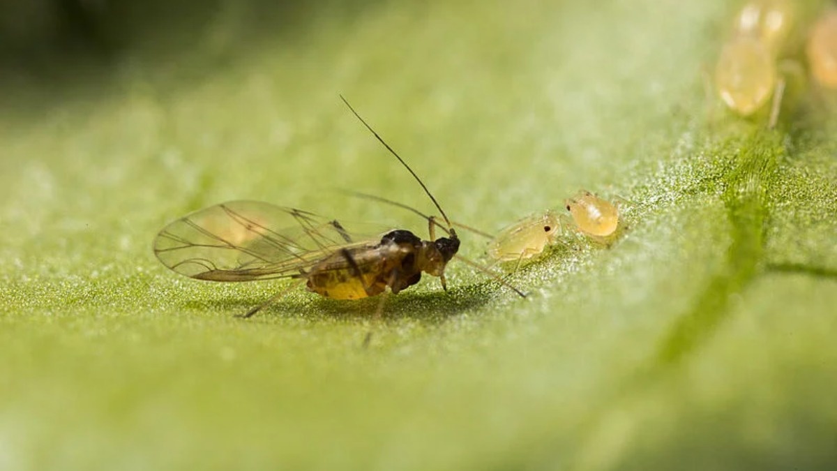 Фото:Koppert
В Европе распространяется новый подвид зеленой персиковой тли Myzus persicae - Myzus 2.0
