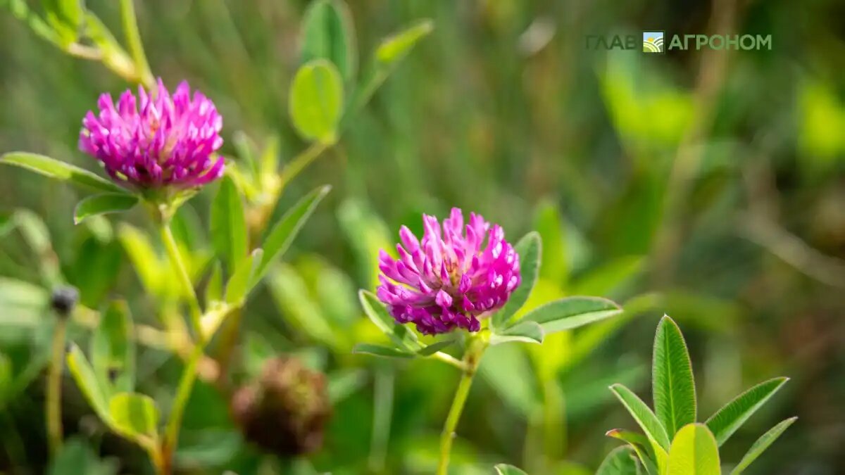 Фото:© Виталий Рыбалко / Glavagronom.ru
Важно сохранять старые луга как резервуары биоразнообразия