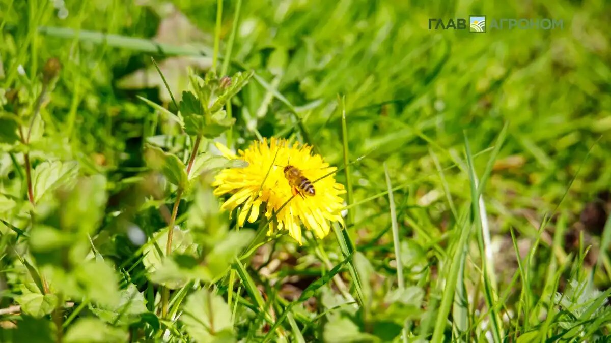 Фото:© Виталий Рыбалко / Glavagronom.ru Восстановление лугов не следует оставлять на волю природы, нужно активное участие человека