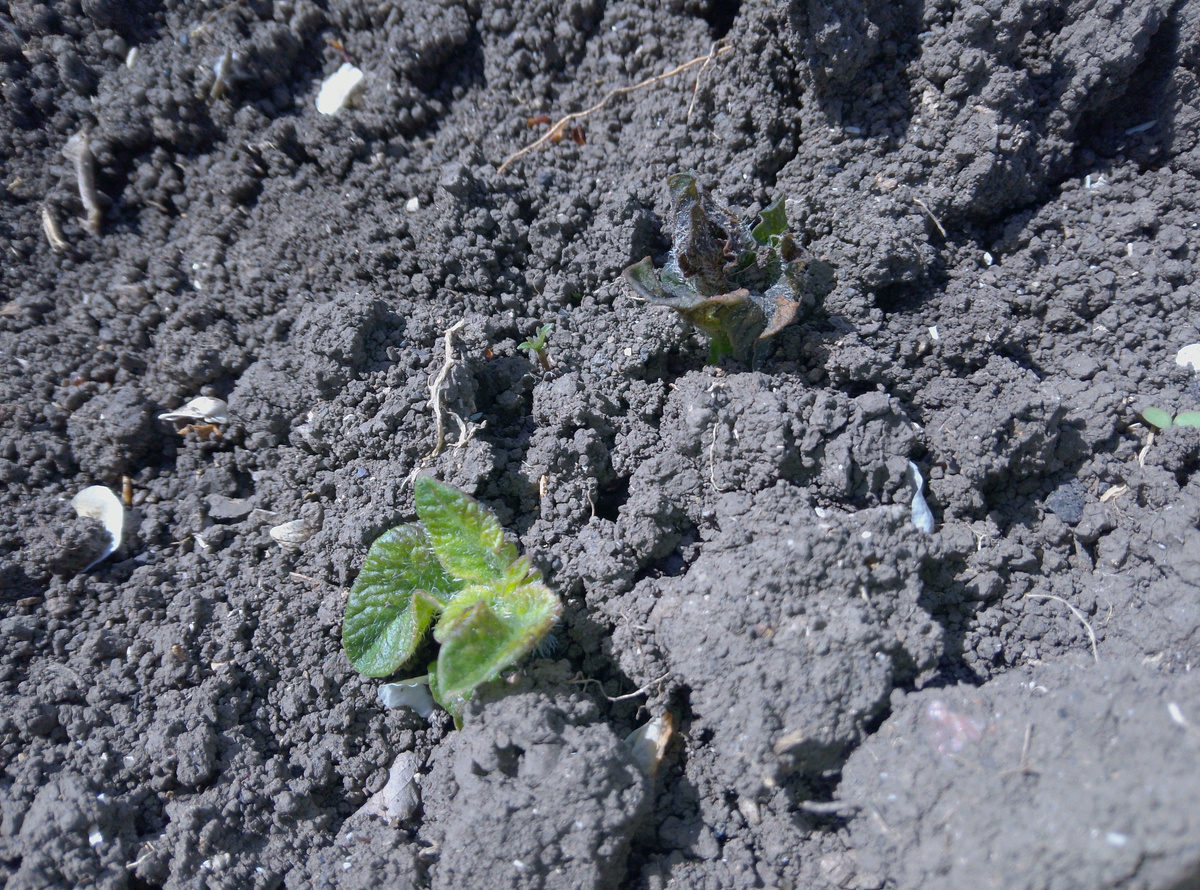 Два проростка картошки - верхний подмороженный.