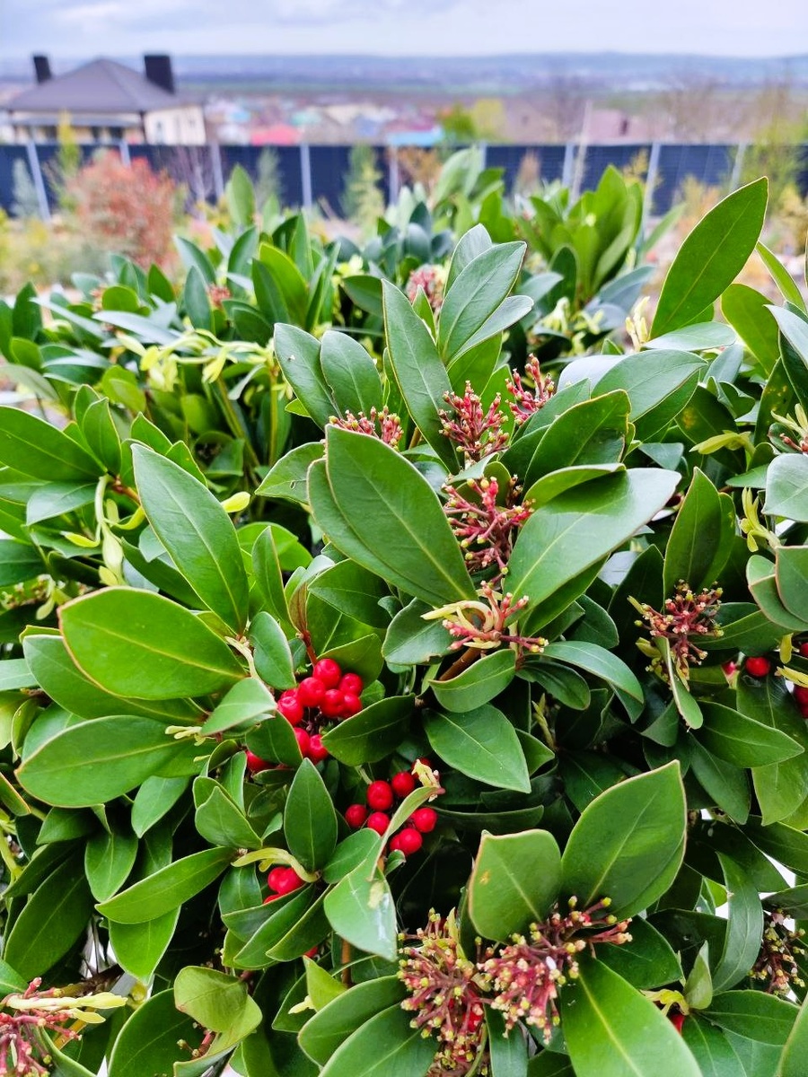 Чудесные кустики скиммии - Skimmia 'Rubella'.