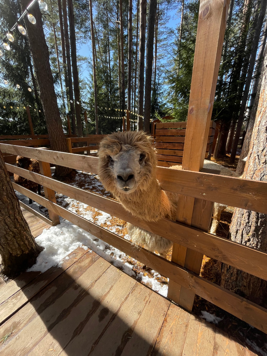 Вот такие милашки)