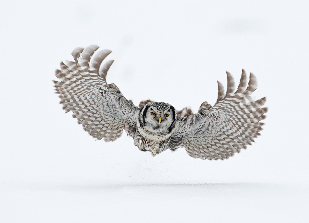 Ястребиная сова