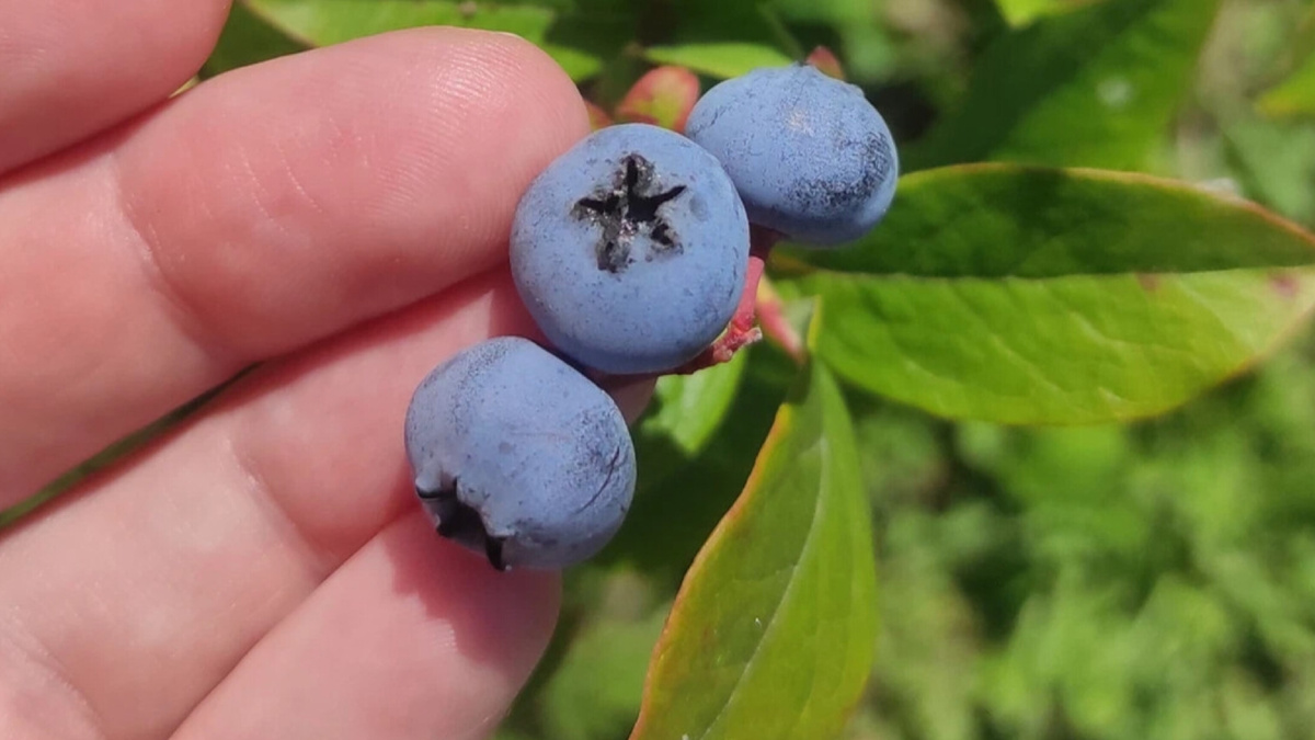 Спелая голубика