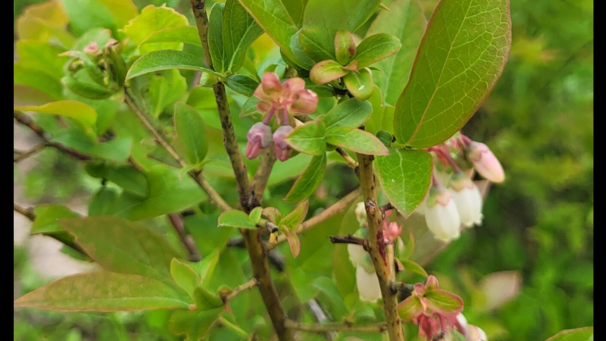Цветочки голубики