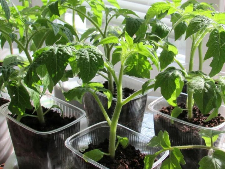 Чем я заправляю лунки при высадке рассады помидоров и тем самым добиваюсь высокого урожая крупных вкусных плодов