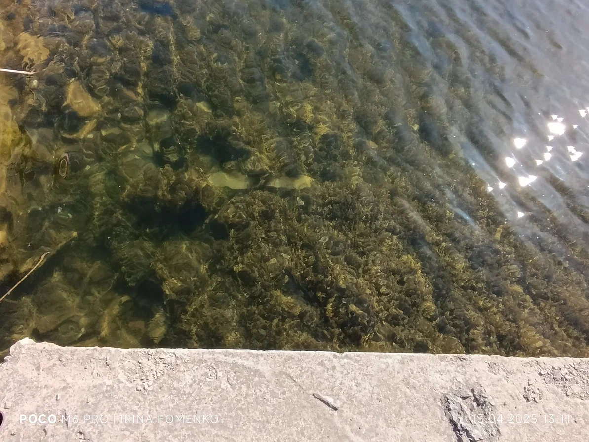 Гостилицы. Фото автора