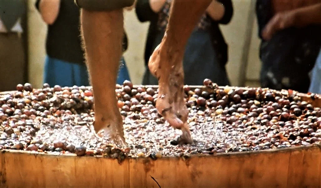 Вот они, источники танинов!