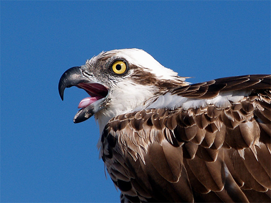 Скопа. Фото автора.