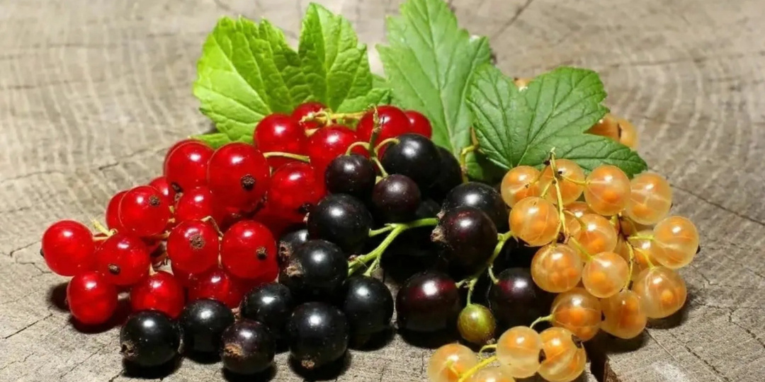 Уход за смородиной и жимолостью, ремонтантной малиной