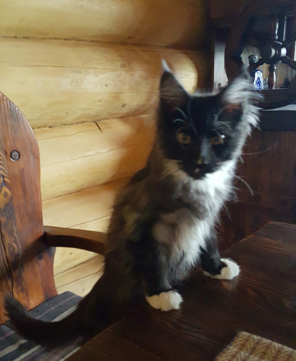 Бакарди 6 месяцев