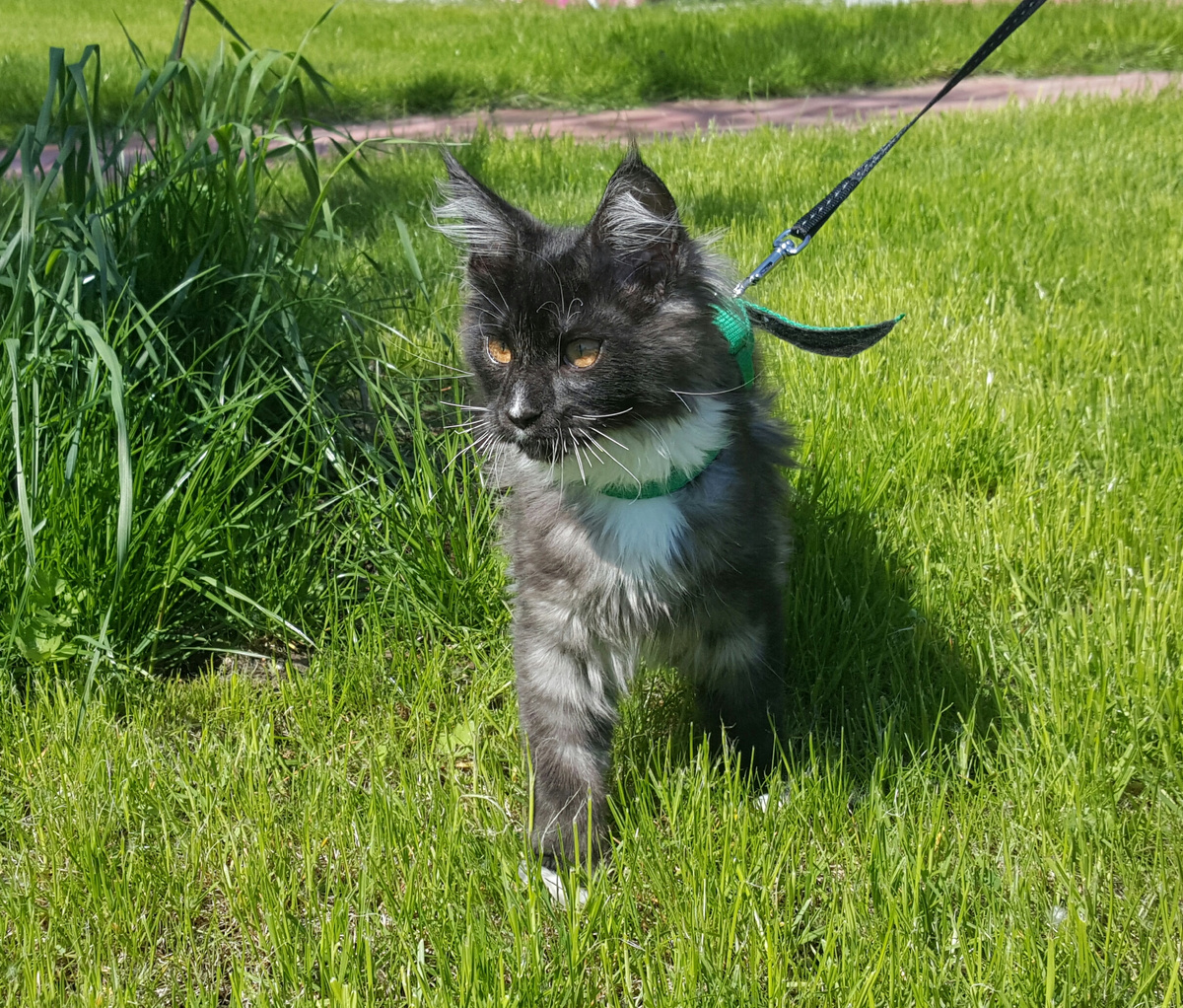 Бакарди 7 месяцев