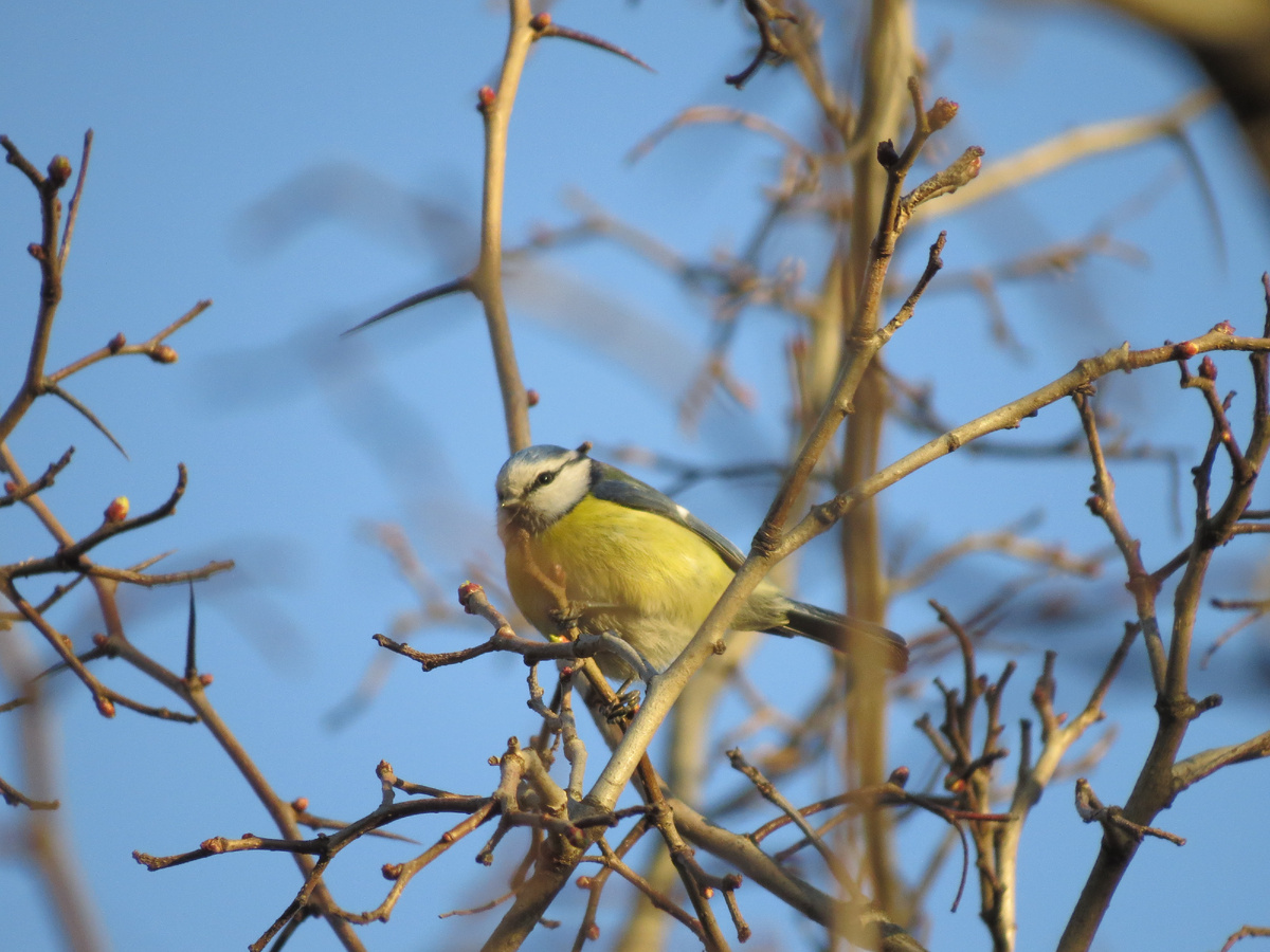 Синичку вам. Я постила уже, но она все равно прекрасна. Фото мое