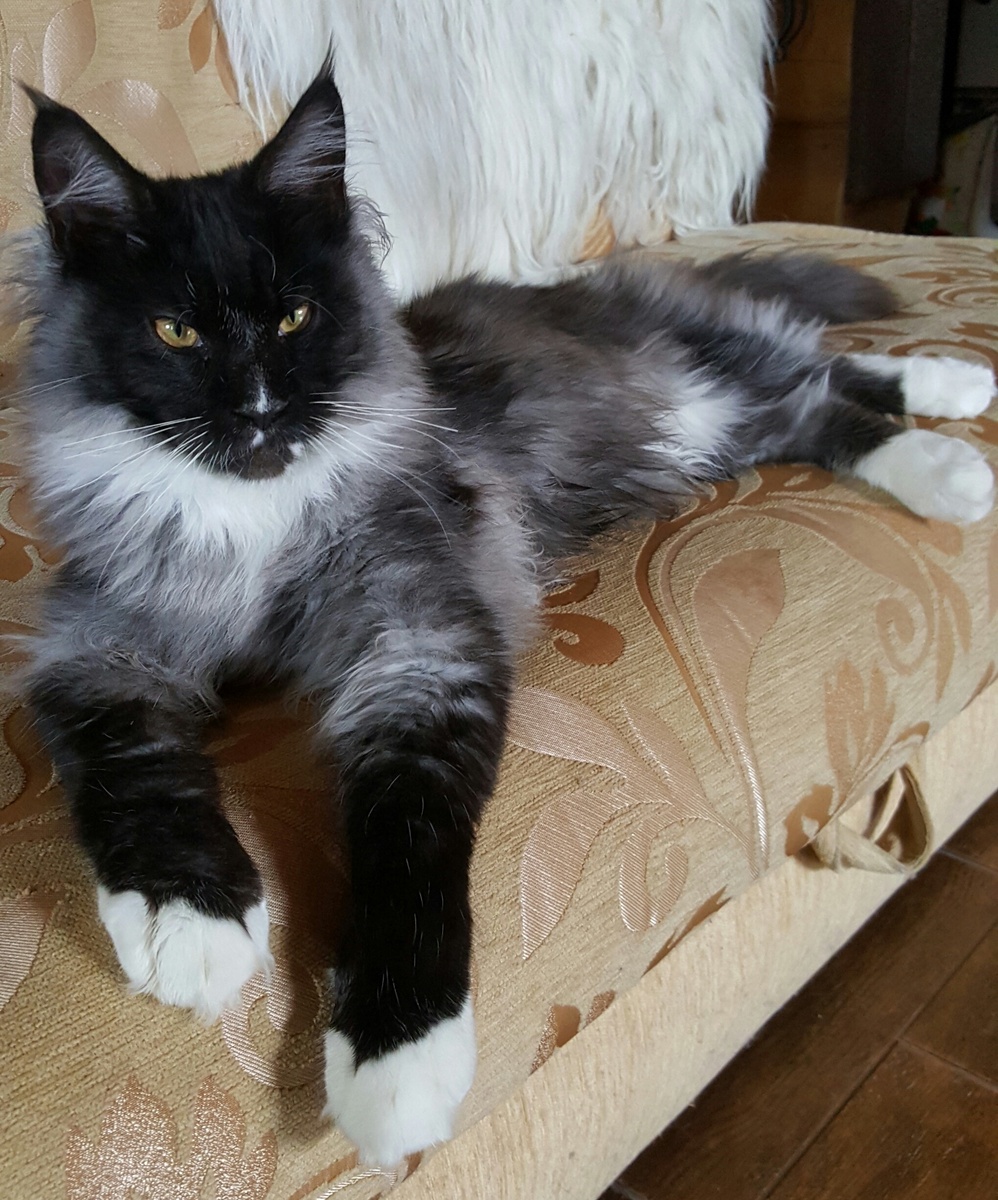 Флёр де Лун Студио Бакарди Никитич Глазунов