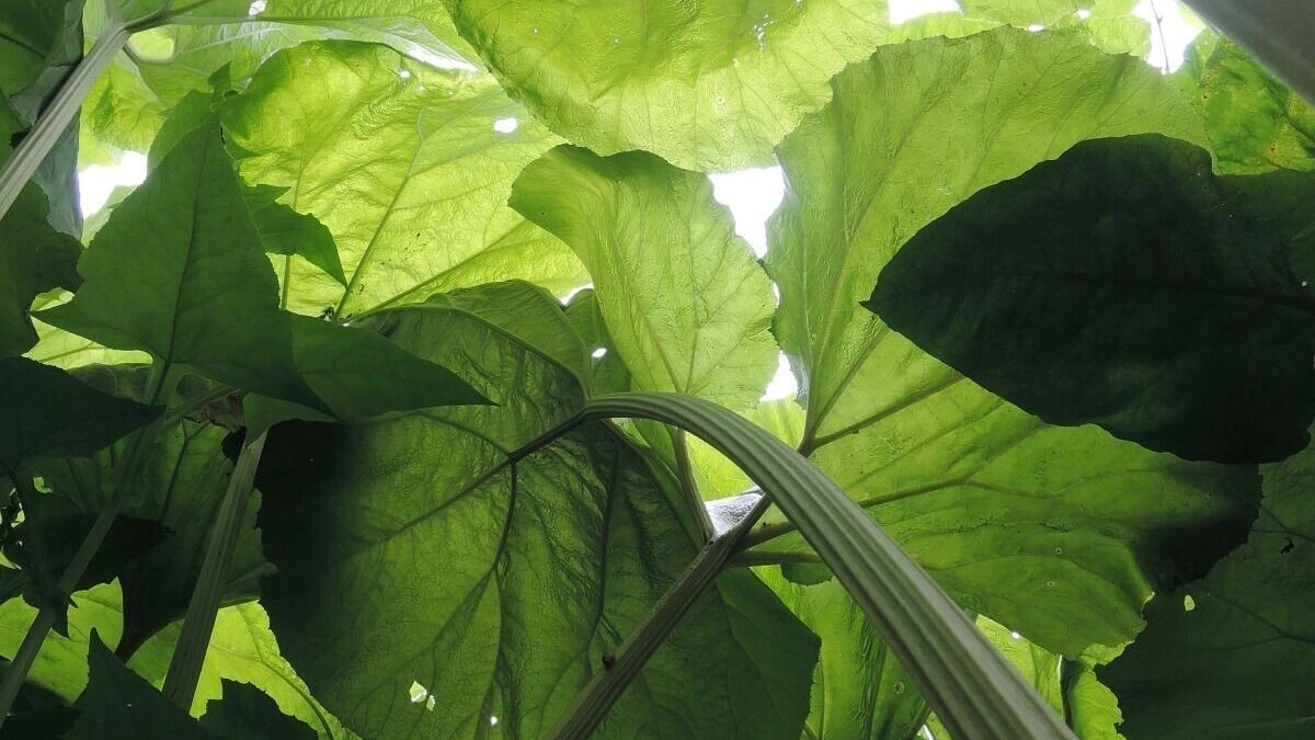     Источник: Сахалинский областной краеведческий музей