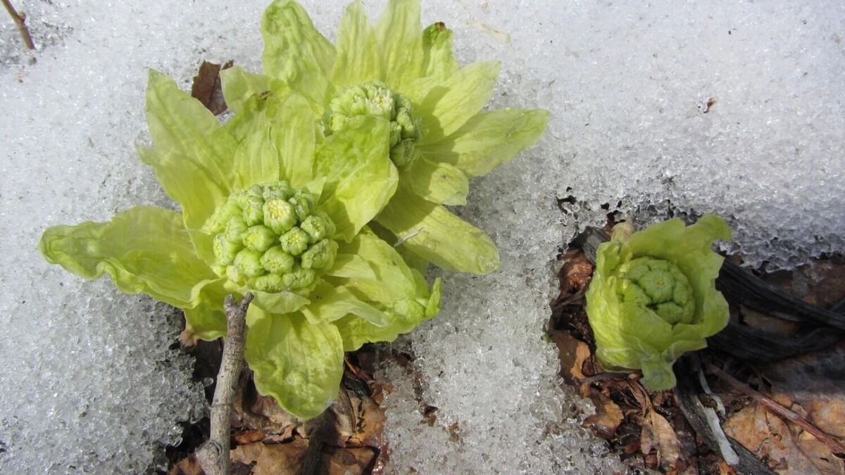     Источник: Сахалинский областной краеведческий музей