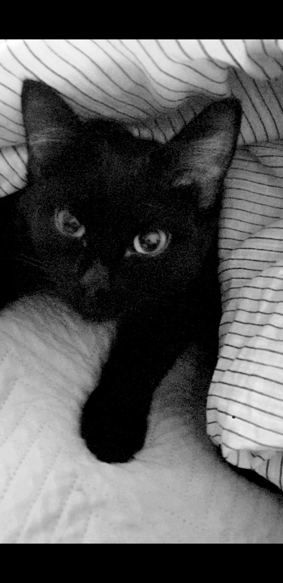 Алиса ...ох уж эти глаза...