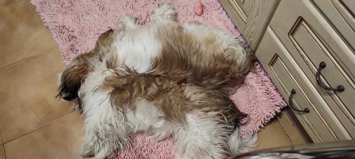 Амир и Золтон. Песики Ши-тцу.