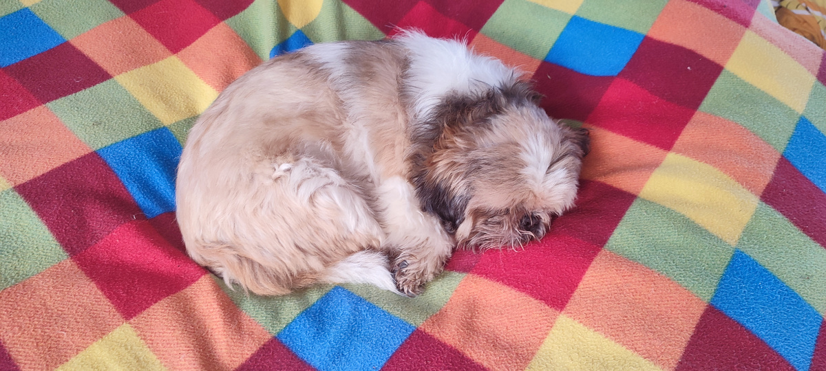 Персик на диване в деревне.