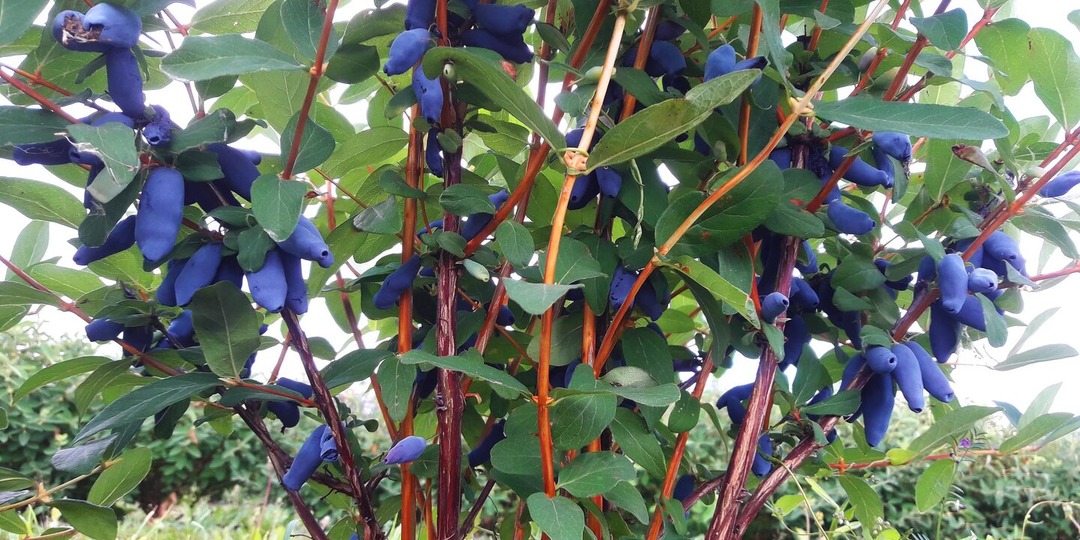 ЖИМОЛОСТЬ первая ягода нашего сада