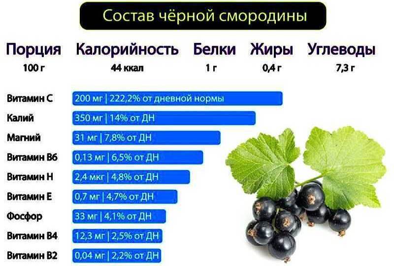Как повысить урожай смородины: подкормки и обрезка