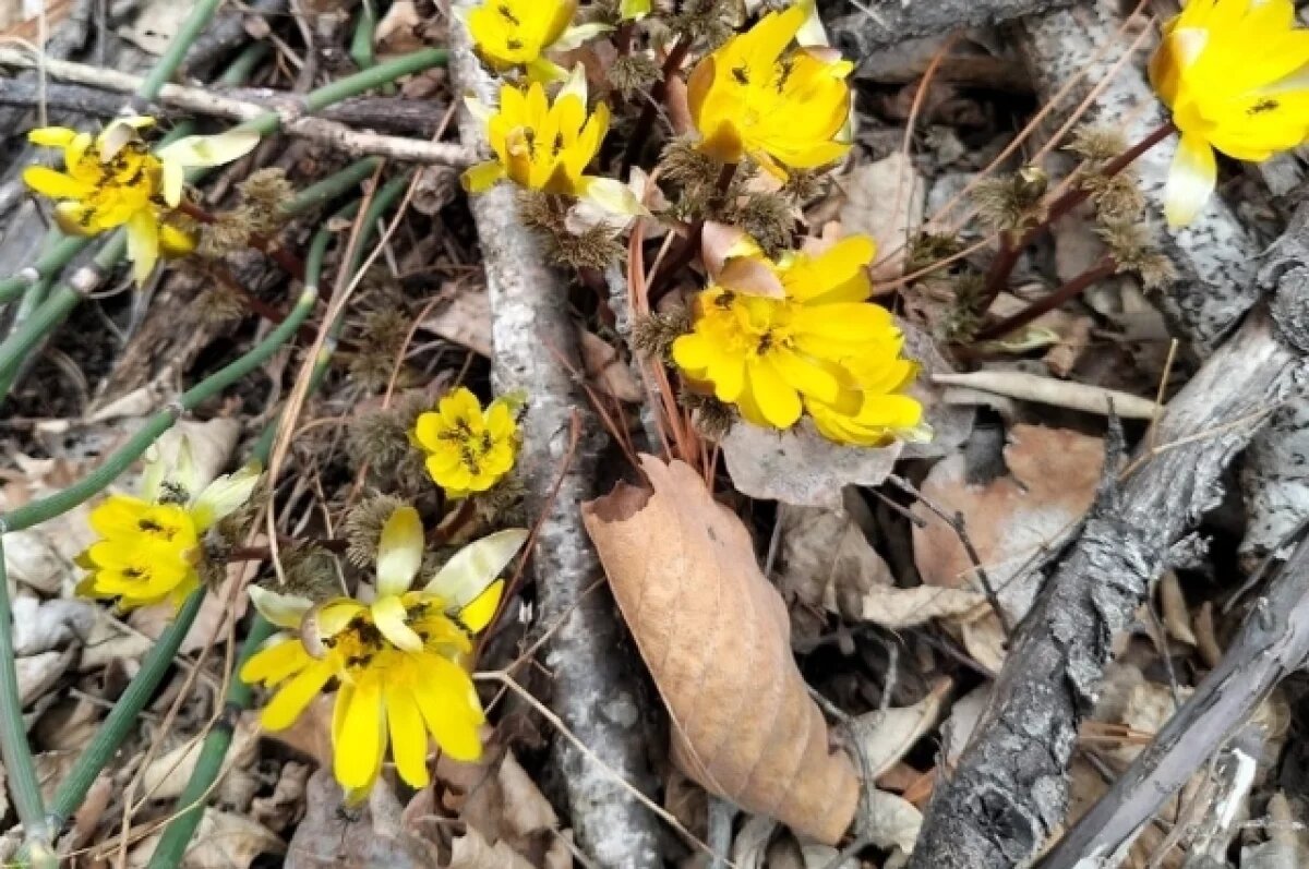   Клещи, бабочки и первоцветы пробудились в Хабаровской тайге одновременно