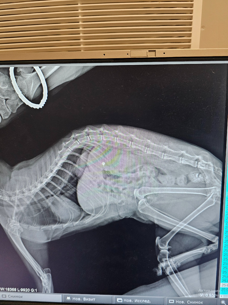 Фото автора. Рентген Фасольки.