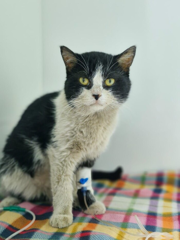 Барсик в клинике