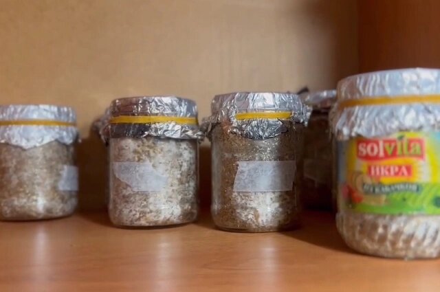    Галлюциногенные грибы Фото: пресс-служба УМВД России по Хабаровскому краю