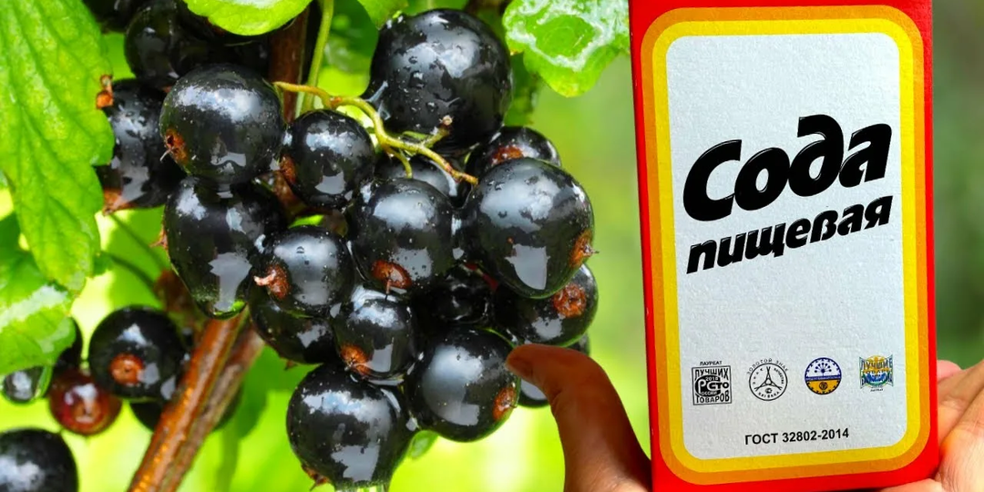 Обработка смородины содой. Кому это нужно?