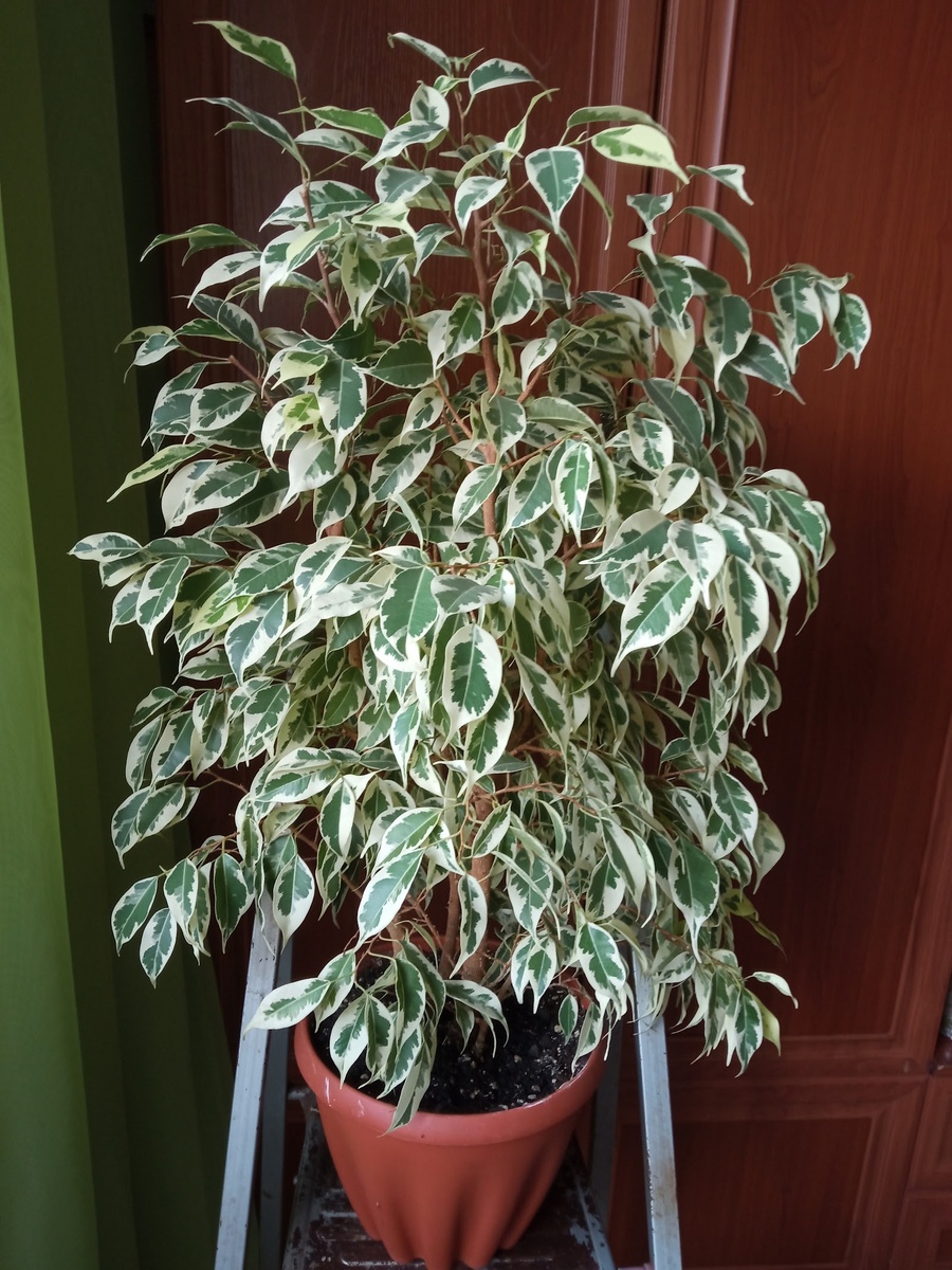 Пушистик. Фото автора