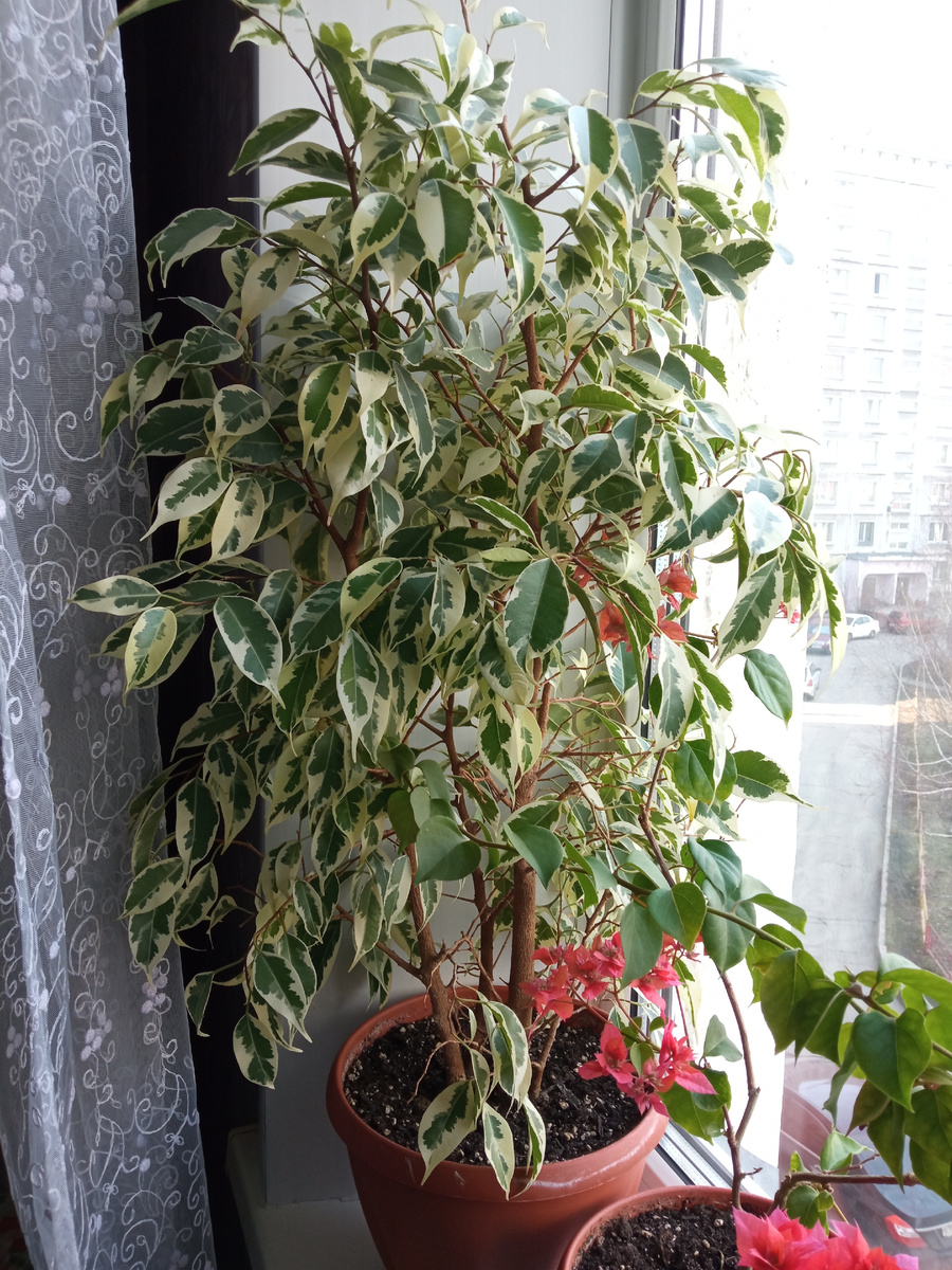 Там, в ветвях фикуса, цветы бугенвиллеи. Фото автора