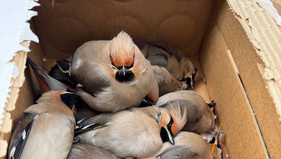     Источник: 1MI