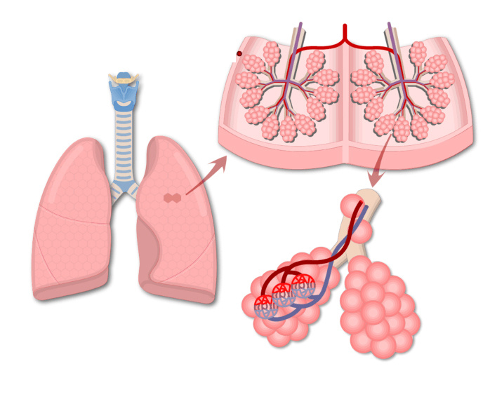 схема строения легких человека