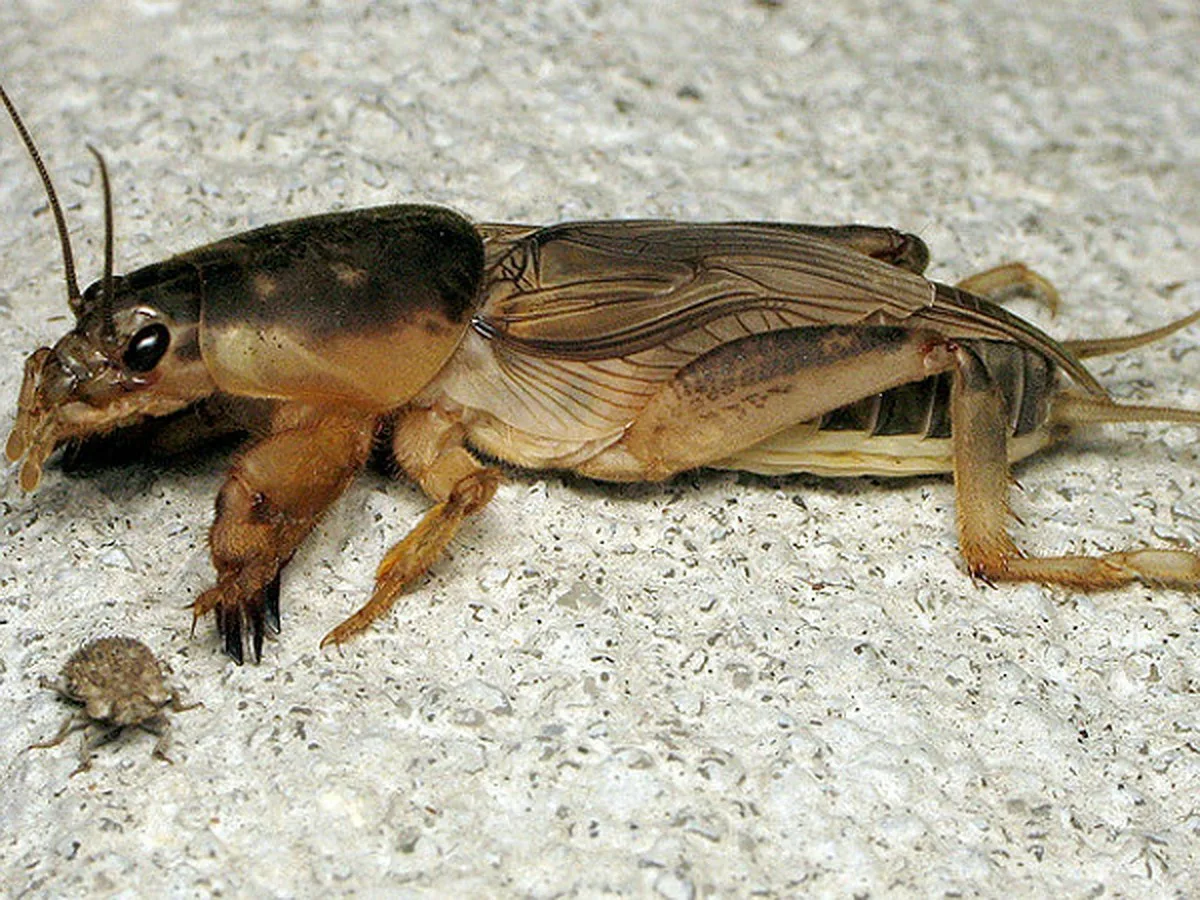 Среди огородников одним из самых коварных подземных обитателей считается медведка – насекомое, которое не просто ест корни растений, а буквально разрушает почву изнутри.