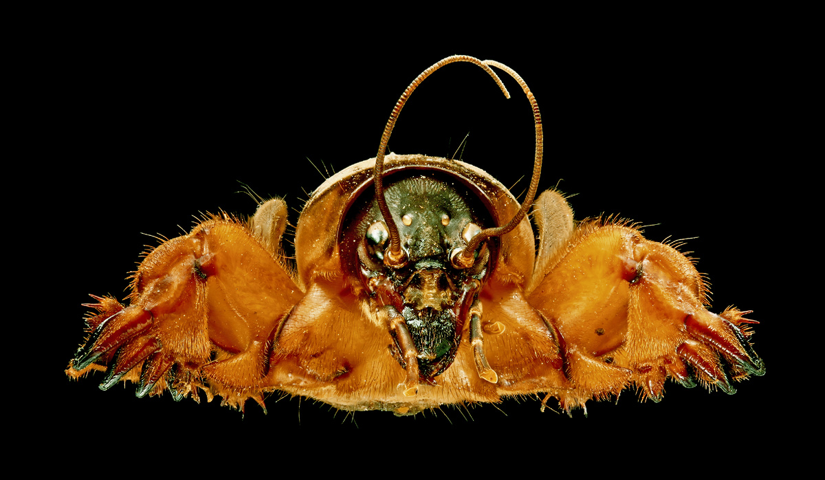 Голова крупным планом.