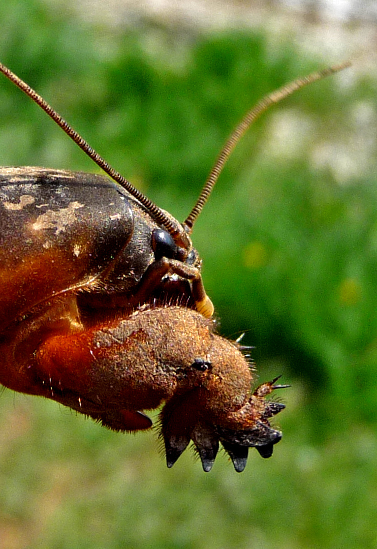 Передние конечности медведки аналогичны лапам крота и служат для рытья нор.