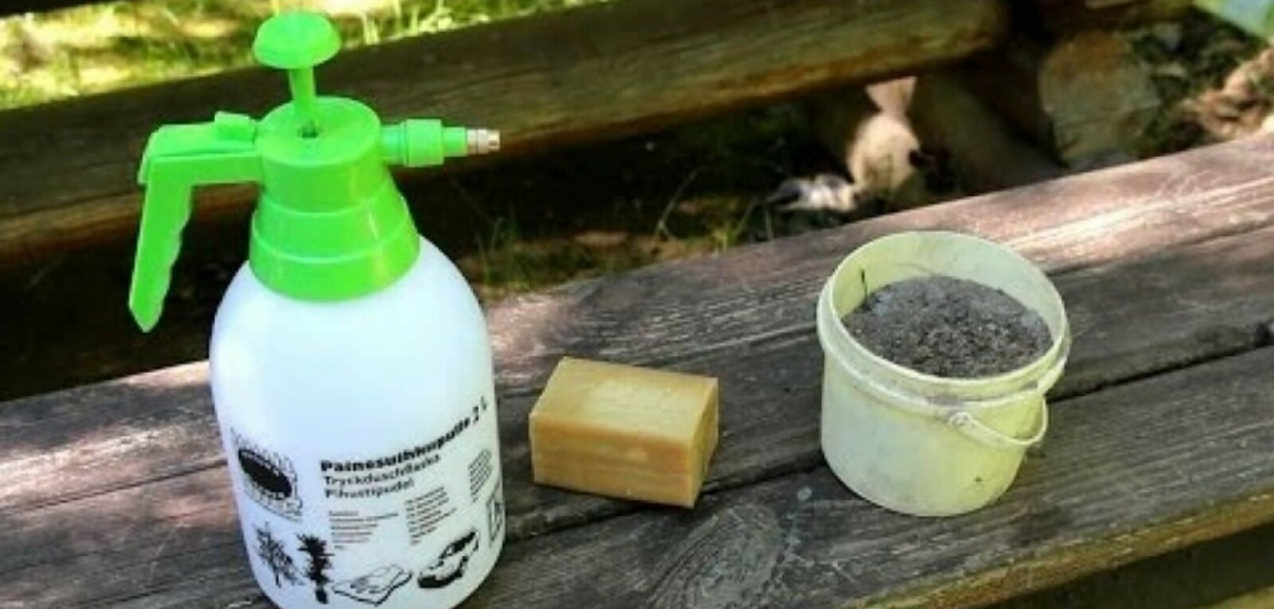 Один из самых доступных способов – использование хозяйственного мыла. Готовится раствор из расчёта 100 грамм мыла на 10 литров воды. 