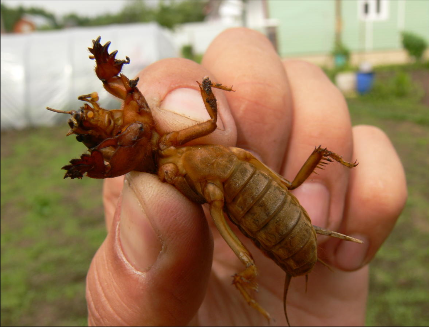 Существуют специальные препараты, предназначенные именно для борьбы с медведкой. Самыми популярными (не реклама, а статистика) считаются «Медветокс» и «Гризли». 